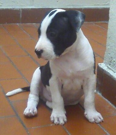 Mi Hijo Tyson
American Pitbull Terrier